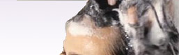 professional shampoo